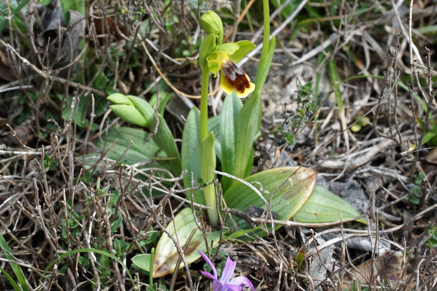 Ophrys fusca da precisare